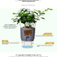 SoilPot™ | De pot die zelf water geeft!